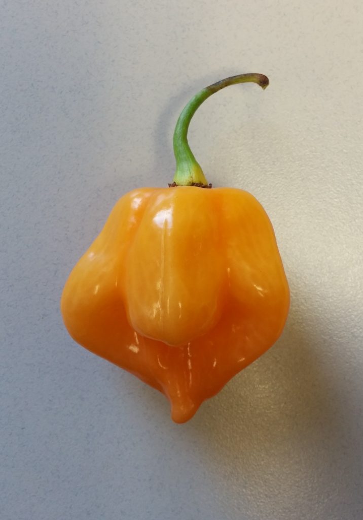 Scotch Bonnet Pepper