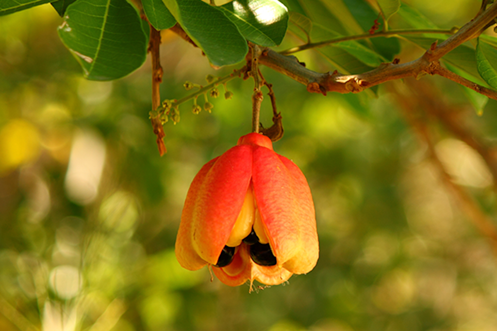 Jamaica National Fruit