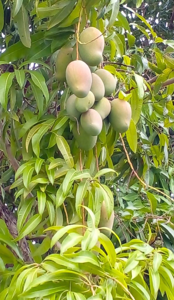 Jamaica East India Mango Tree