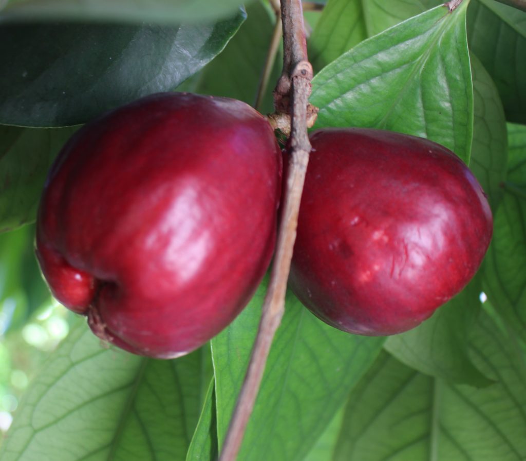 Otaheite Apple