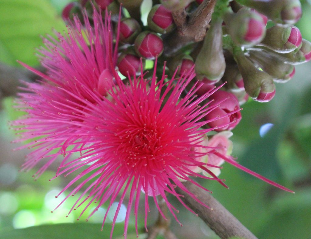 Otaheite Apple In Blossoms