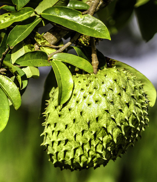 Soursop Fruit On Tree